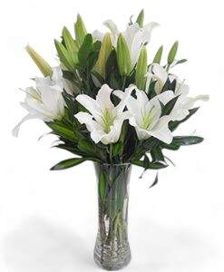 lily Photoroom