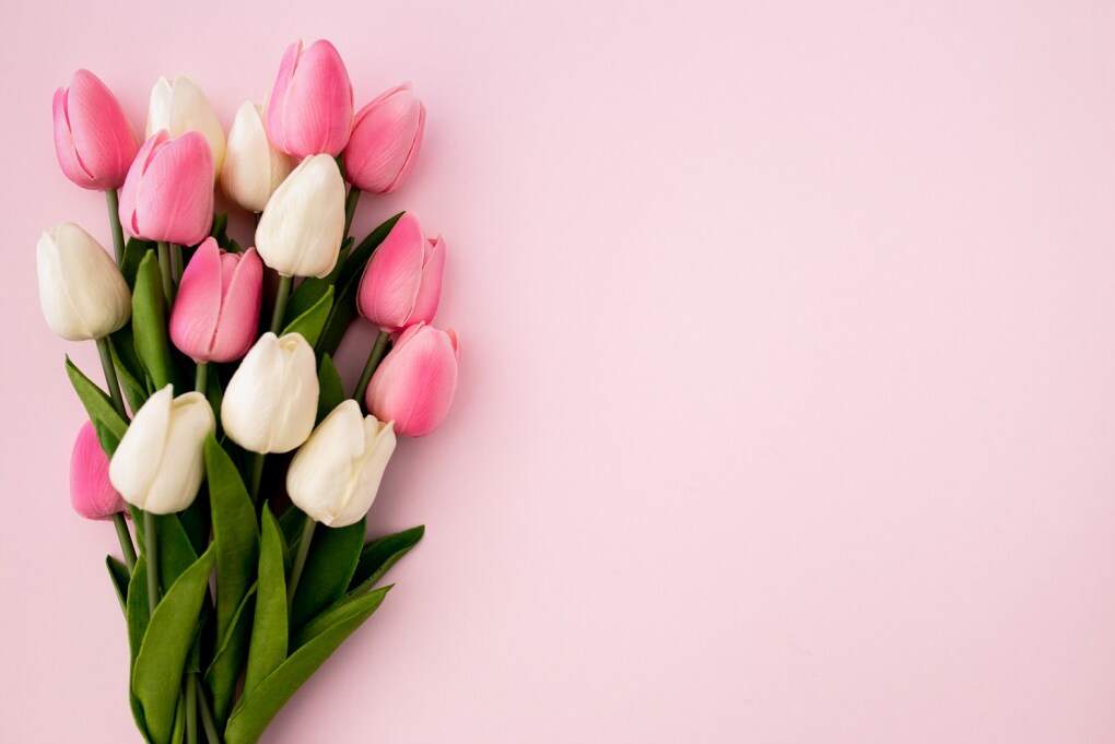 tulips bouquet pink background with copyspace tulips bouquet pink background with copyspace